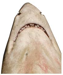 Image result for Carcharodon carcharias