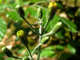 Attēlu rezultāti vaicājumam “Hieracium murorum flower”