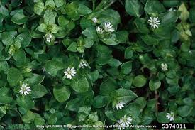 Attēlu rezultāti vaicājumam “Stellaria crassifolia”