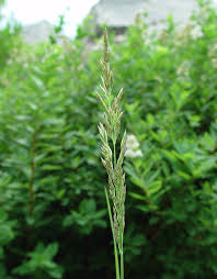 Attēlu rezultāti vaicājumam “Calamagrostis canescens”