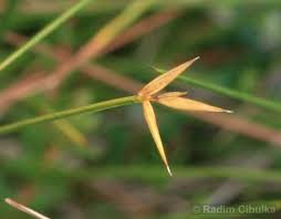 Attēlu rezultāti vaicājumam “Carex pauciflora”