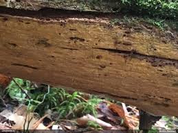 Attēlu rezultāti vaicājumam “Phlebia serialis”