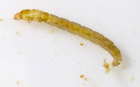 Attēlu rezultāti vaicājumam “Chironomidae larvae”
