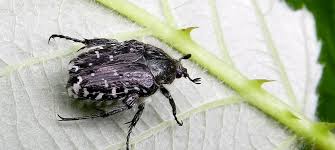 Attēlu rezultāti vaicājumam “Oxythyrea funesta”