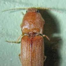 Attēlu rezultāti vaicājumam “Elateridae”