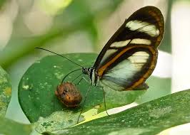 Attēlu rezultāti vaicājumam “Depressaria olerella imago”