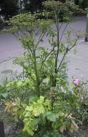 Image result for Pastinaca sativa