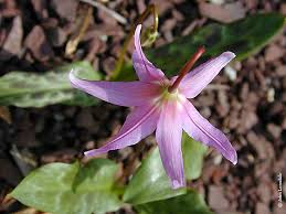 Attēlu rezultāti vaicājumam “Erythronium sibiricum”