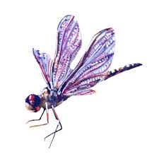 Attēlu rezultāti vaicājumam “Odonata”