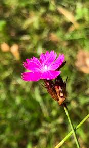Image result for Dianthus carthusianorum