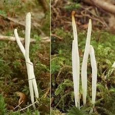 Attēlu rezultāti vaicājumam “Clavaria straminea”