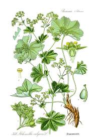 Image result for Alchemilla vulgaris