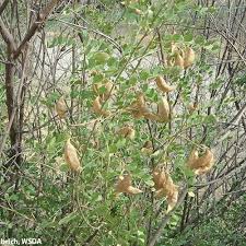 Image result for Colutea x media (arborescens x orientalis)