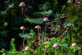 Attēlu rezultāti vaicājumam “Mycena rosella”