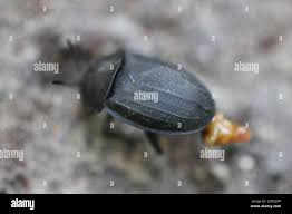 Attēlu rezultāti vaicājumam “Silpha sp.”