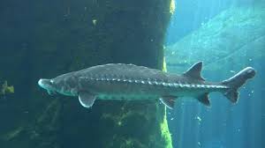 Image result for Acipenser fulvescens