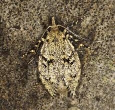 Attēlu rezultāti vaicājumam “Diurnea fagella”