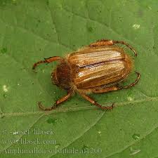 Attēlu rezultāti vaicājumam “Amphimallon solstitiale imago”