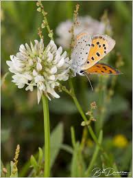 Attēlu rezultāti vaicājumam “Lycaena phlaeas”