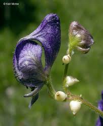 Attēlu rezultāti vaicājumam “Aconitum napellus bud”