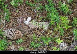 Attēlu rezultāti vaicājumam “Caprimulgus europaeus egg”