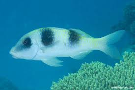 Image result for Parupeneus trifasciatus