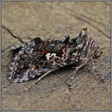 Attēlu rezultāti vaicājumam “Syngrapha interrogationis”