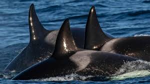 Image result for Orcinus orca