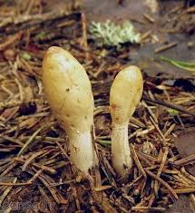 Attēlu rezultāti vaicājumam “Podostroma leucopus”