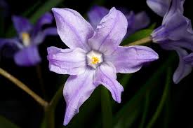 Attēlu rezultāti vaicājumam “Scilla luciliae”