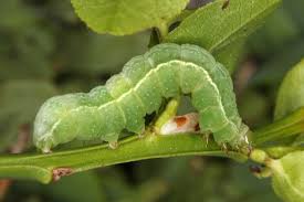 Attēlu rezultāti vaicājumam “Syngrapha interrogationis”