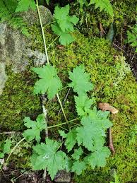 Attēlu rezultāti vaicājumam “Stemonitis pallida var. rubescens macro”
