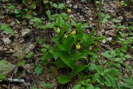 Attēlu rezultāti vaicājumam “Cypripedium calceolus leaf”
