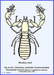 Attēlu rezultāti vaicājumam “Arachnida”