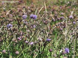 Attēlu rezultāti vaicājumam “Succisa pratensis bud”