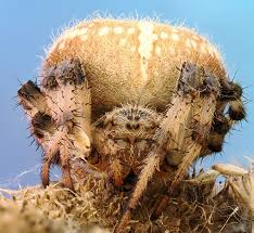 Attēlu rezultāti vaicājumam “Araneus quadratus”