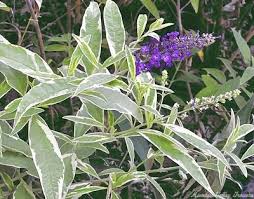 Image result for Buddleja davidii