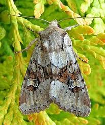 Attēlu rezultāti vaicājumam “Apamea sordens”