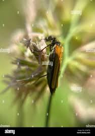 Attēlu rezultāti vaicājumam “Oedemera femorata”