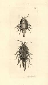 Attēlu rezultāti vaicājumam “Saduria entomon”