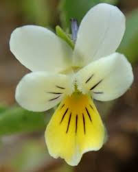 Attēlu rezultāti vaicājumam “Viola tricolor subsp. curtisii bud”