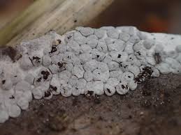 Attēlu rezultāti vaicājumam “Diderma spumarioides macro”