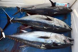 Image result for giant tuna