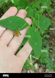 Attēlu rezultāti vaicājumam “Euonymus verrucosus leaf”
