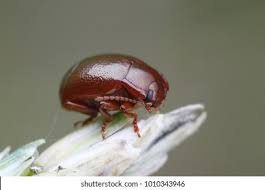 Attēlu rezultāti vaicājumam “Chrysolina staphylaea”