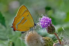 Attēlu rezultāti vaicājumam “Thecla betulae”