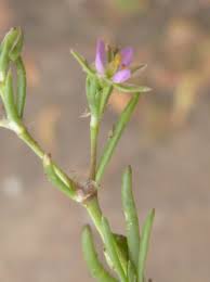 Attēlu rezultāti vaicājumam “Spergularia marina bud”