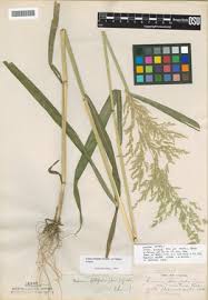 Attēlu rezultāti vaicājumam “Cinna latifolia”