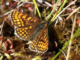 Attēlu rezultāti vaicājumam “Mellicta athalia upperside”