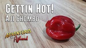 Afbeeldingsresultaat voor aji habanero hot pepper
